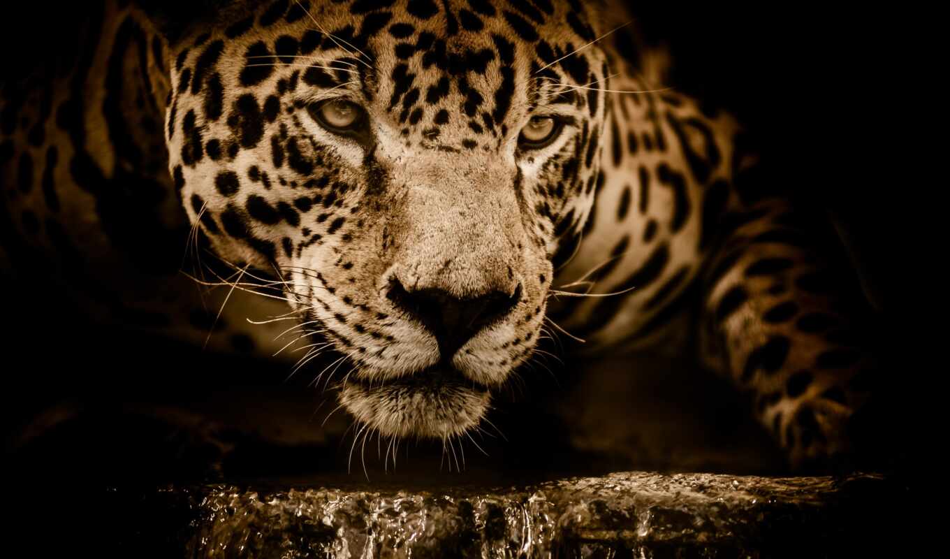 который, jaguar