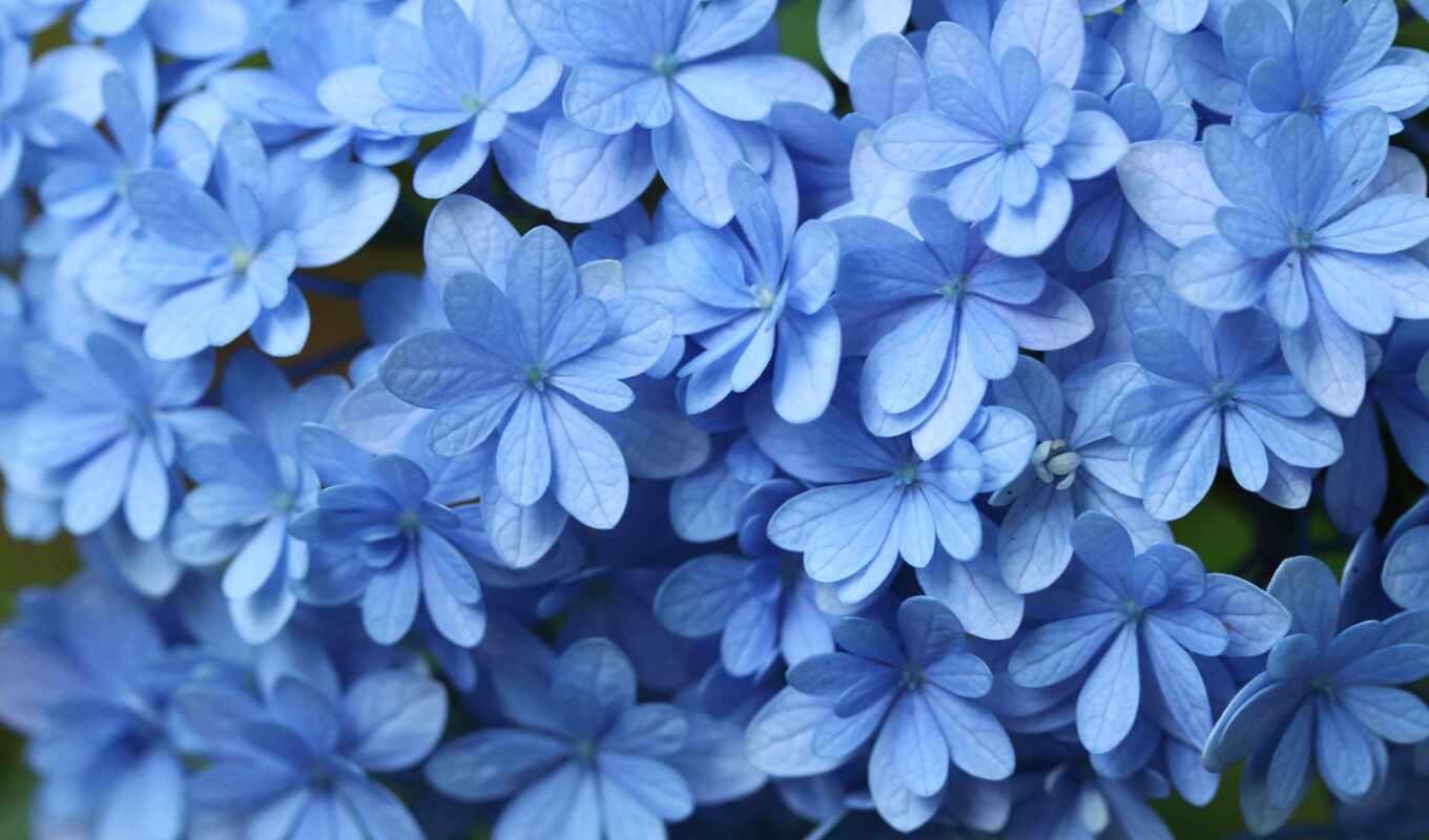 flowers, telephone, blue, hydrangea, to be, flower, petrol, blue, makryi, aesthetic premiere