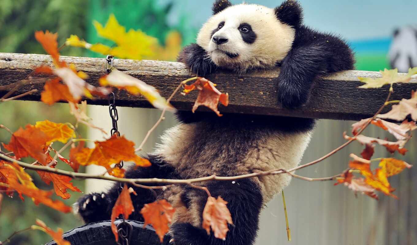панда, osen, животное