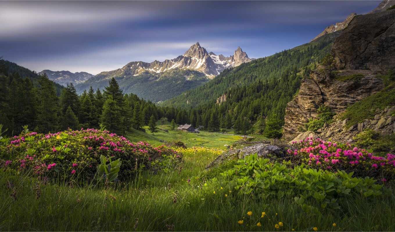 nature, summer, mountain, field, France, the alps, valley, high, alpe, wildflower