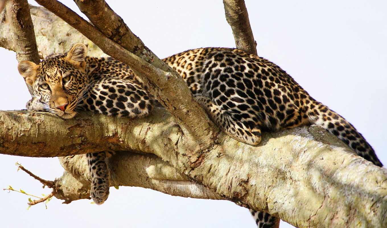 nature, tree, cat, big, animals, leopard, animal, jaguar