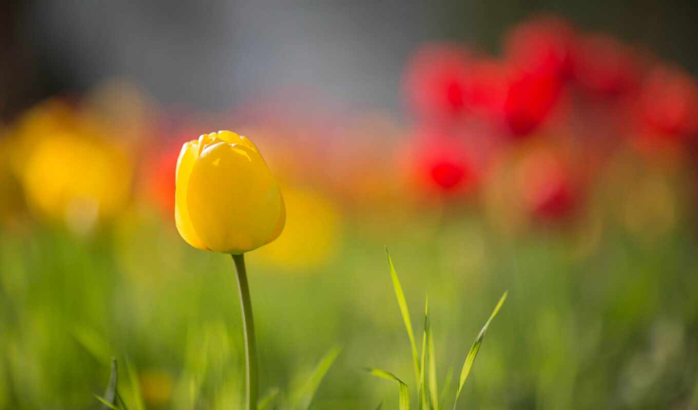 flowers, yellow, tulip