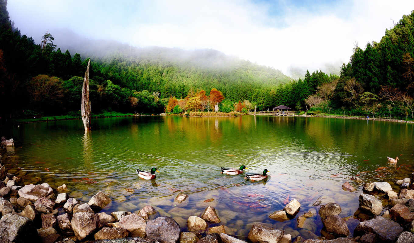 lake, nature, rocks, ducks, pond, fleet