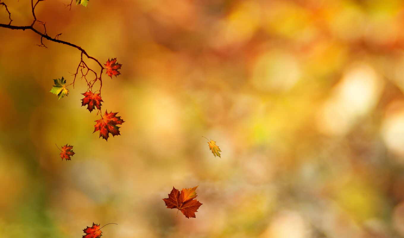 осень, листва, branch