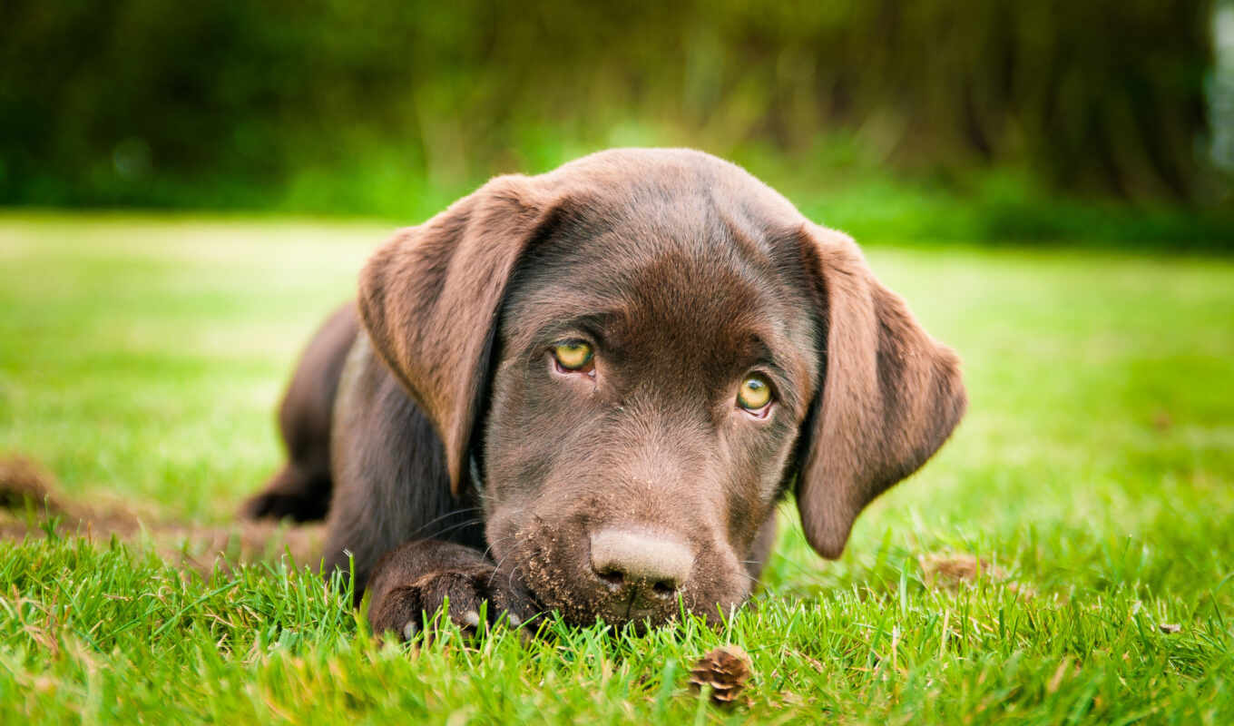 grass, dog, brown, puppy, Labrador, retriever