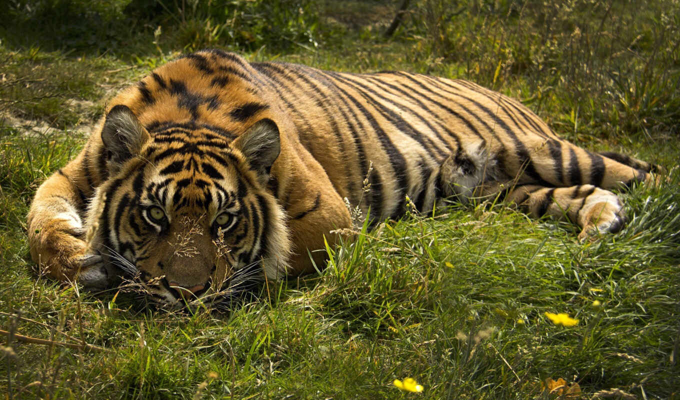 photo, picture, grass, cat, big, tiger, cats, outdoor, lying