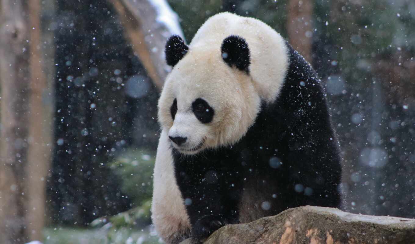 one, zoo, панда, медведь, national, семья, гигант, washington, xiang, ailuropoda, melanoleuca