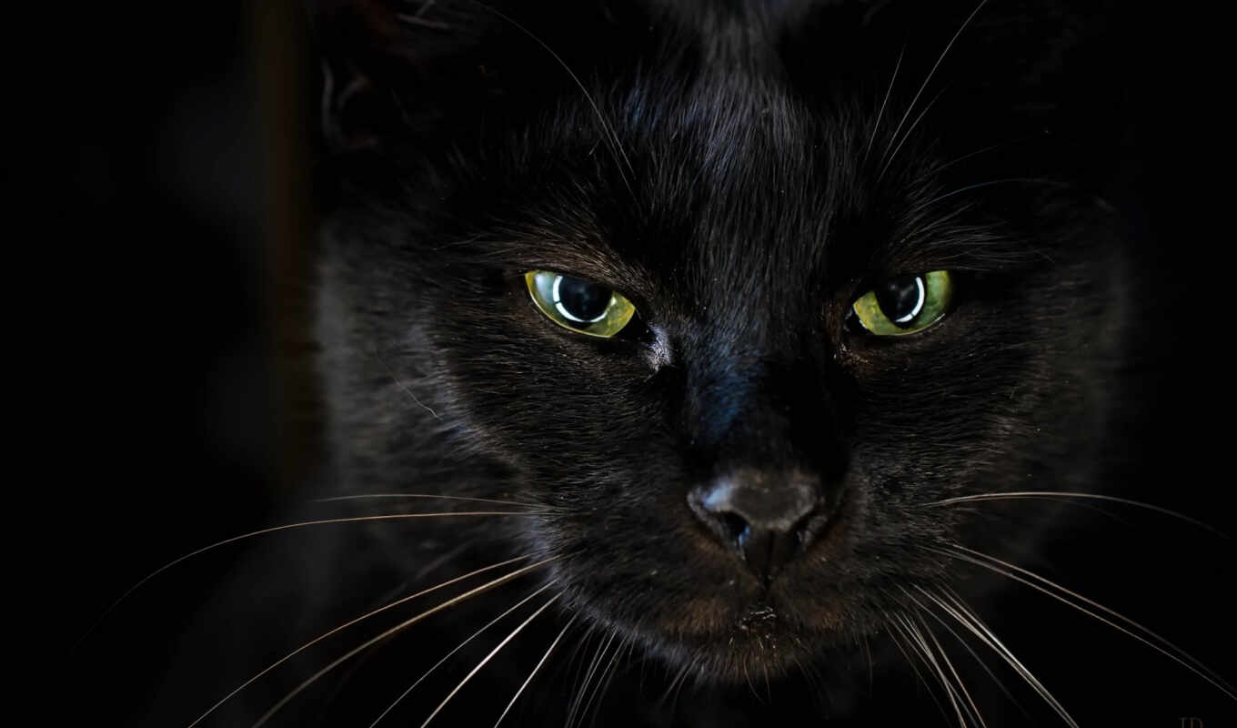 black, background, eye, cat, topic, verde, face, cat, therefore, panther