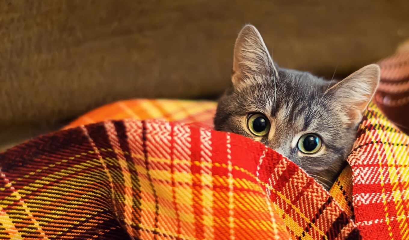 взгляд, одеяло, кот, осень, плед