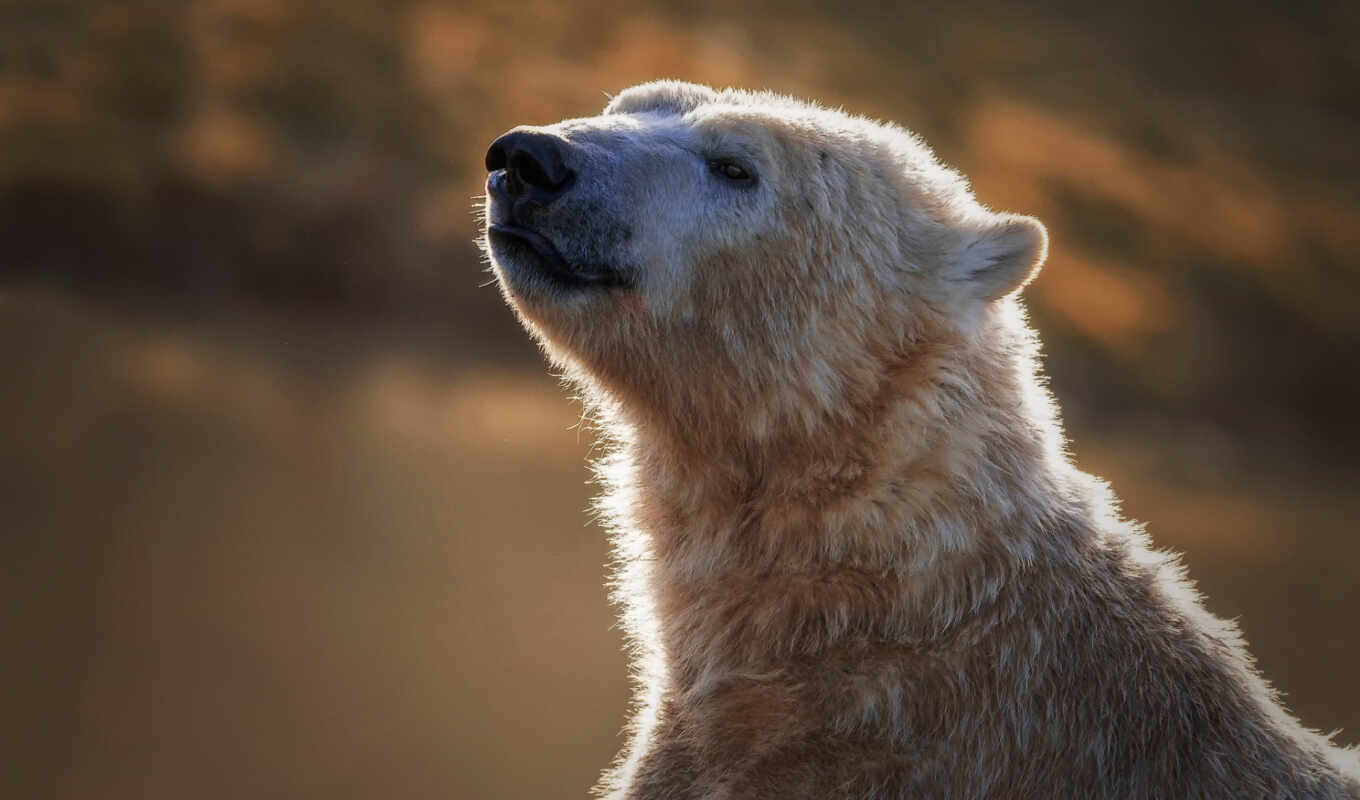 медведь, белый, грустный