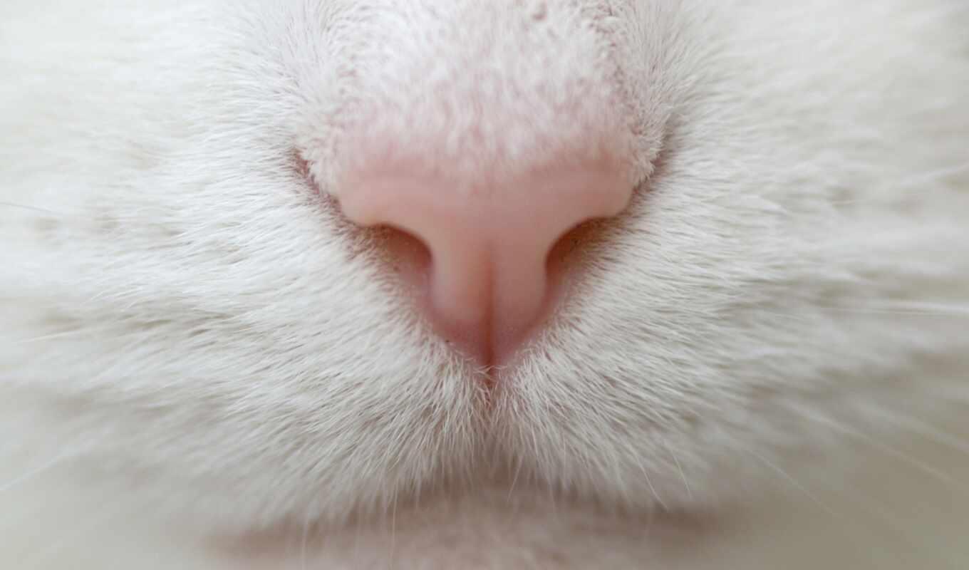 white, кот, котенок, animal, зубы, baby, closeup, нос, млекопитающее