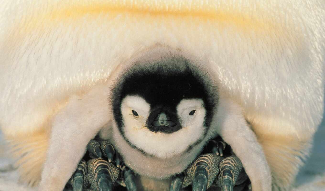 baby, пингвин