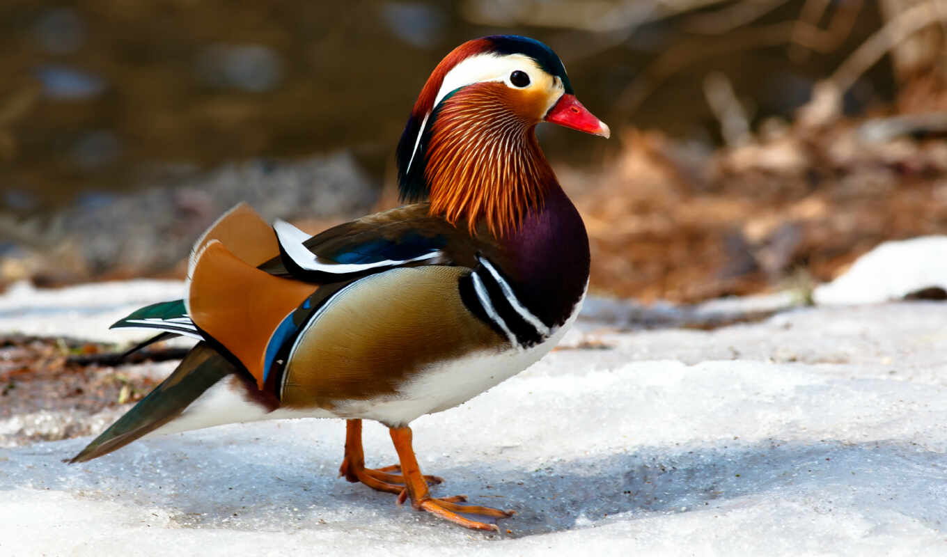 утка, птица, animal, mandarin