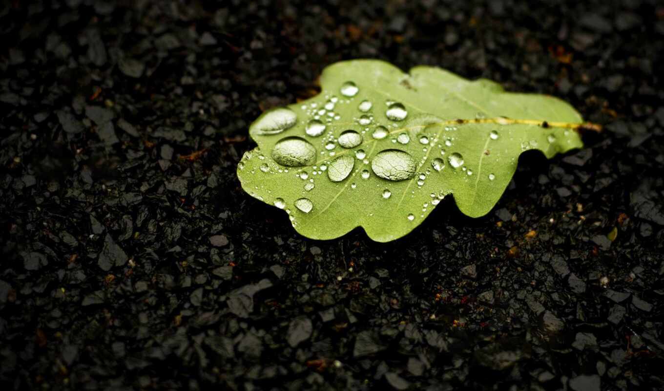 nature, sheet, drops, macro, green, water, dew, oak