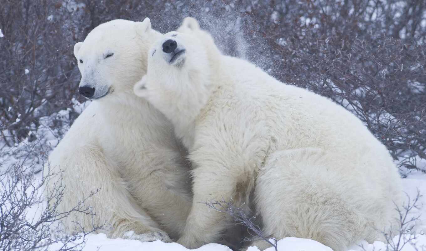 white, белые, медведь, медведи, arctic, медведи, polar, zhivotnye