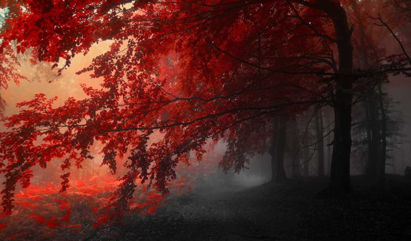 природа, лес, осень, het, загадочная, таинственная, alcatel, маршрут, shume
