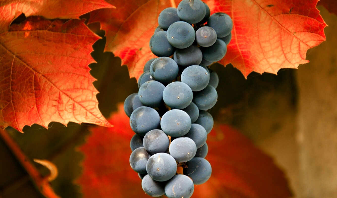 autumn, foliage, grape, cluster, fruits, berries