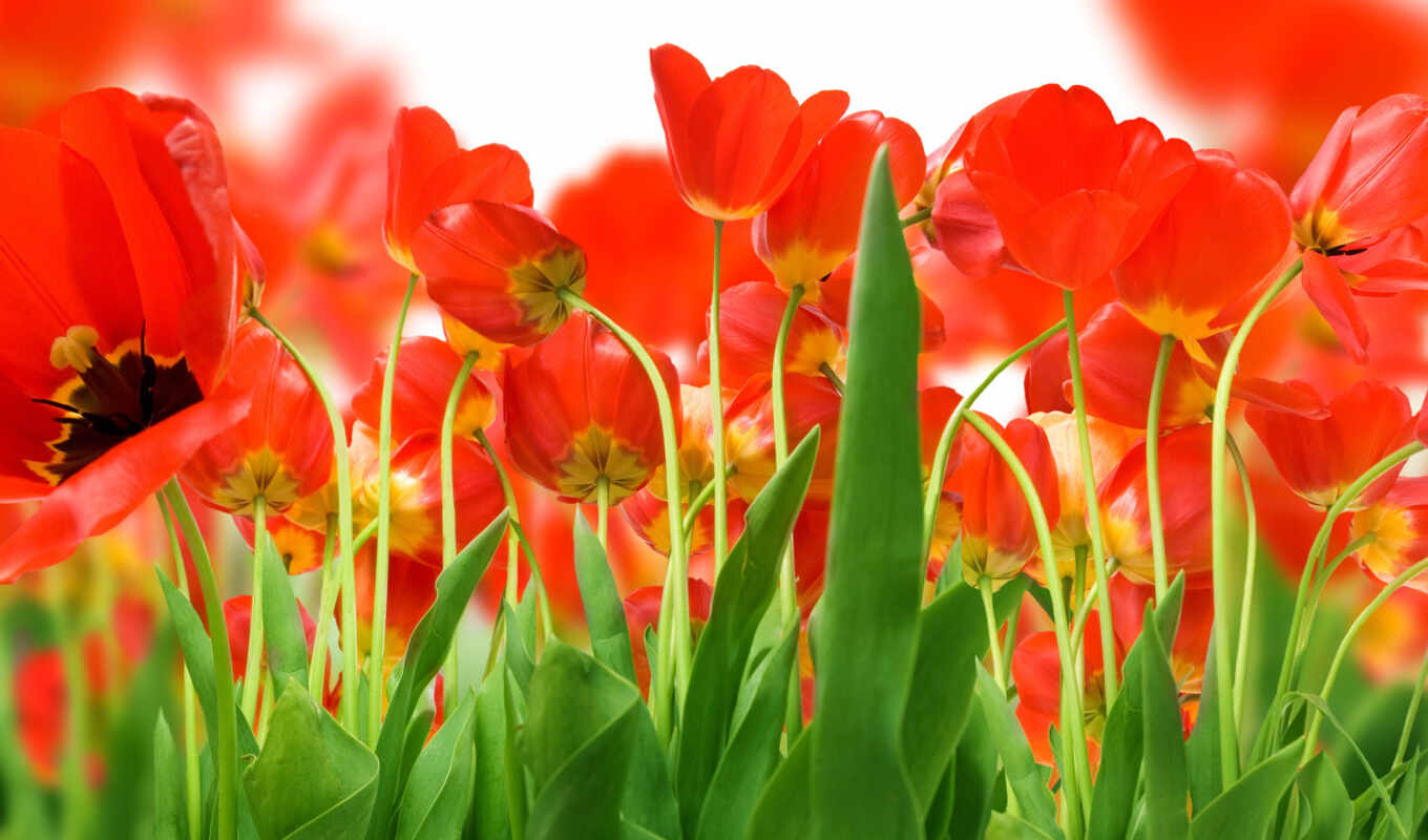 красные, поле, тюльпаны, cvety
