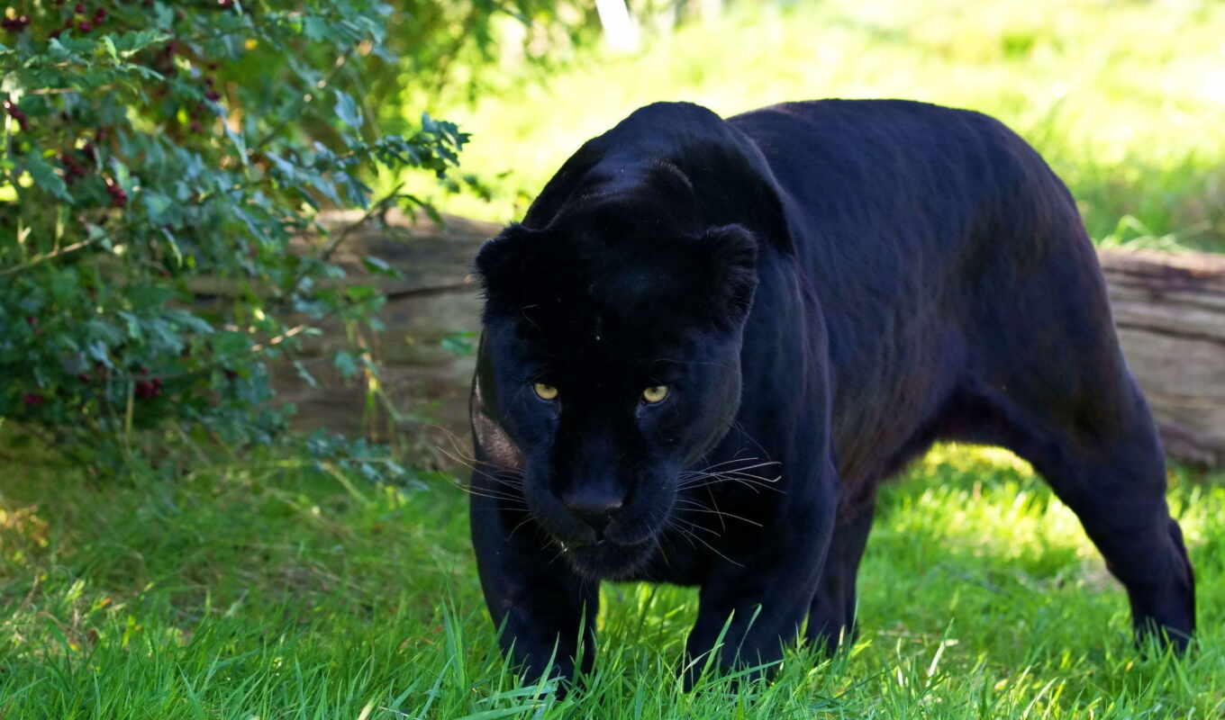 черная, красивые, хищник, кошки, jaguar, zhivotnye, panther, охоте, пантеры