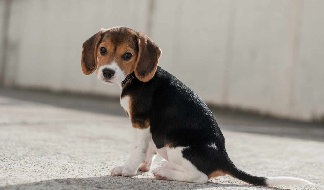 dog, puppy, dogs, beagle, collections, nature