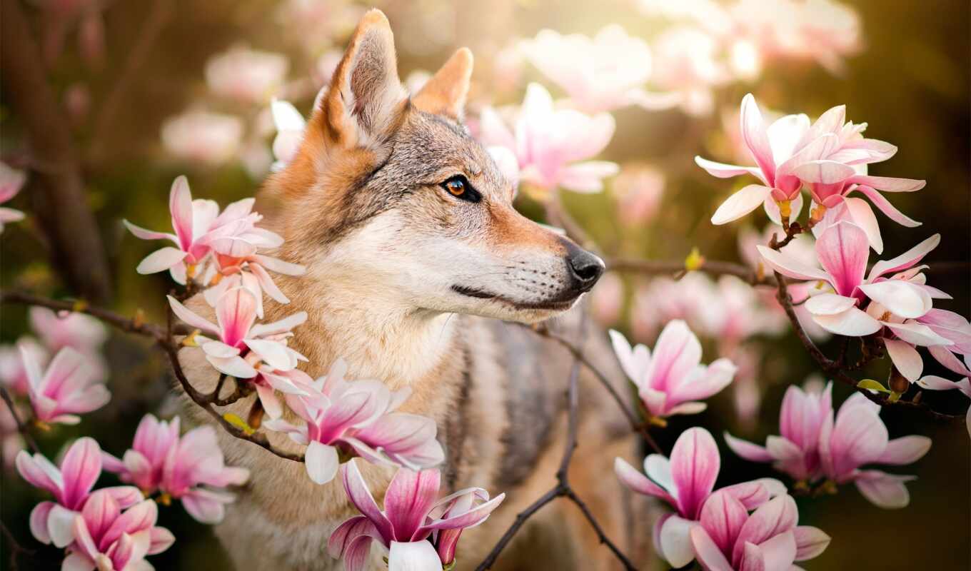 and, dog, toggle, cvety, pink, background, flowers, hund, navigation, magnolie