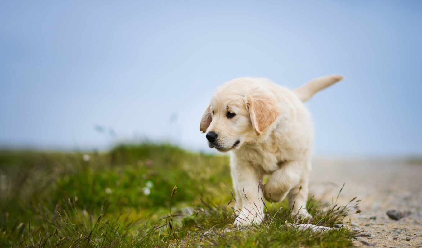 cute, dog, golden, puppy, retriever, gold i