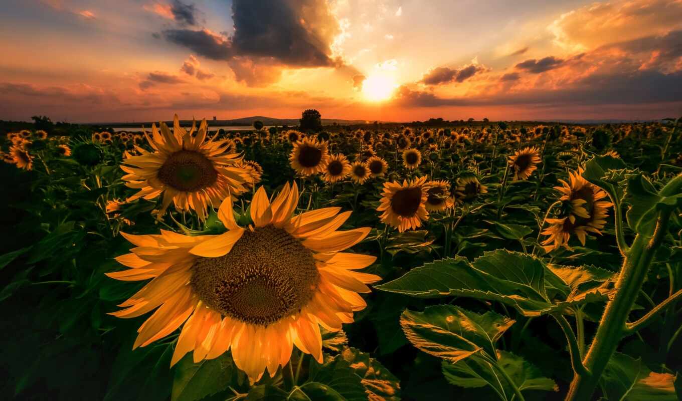 sunset, rock, sunflower, day, ukrainya, serpen, zaginut, suverenitet, dysfunctional