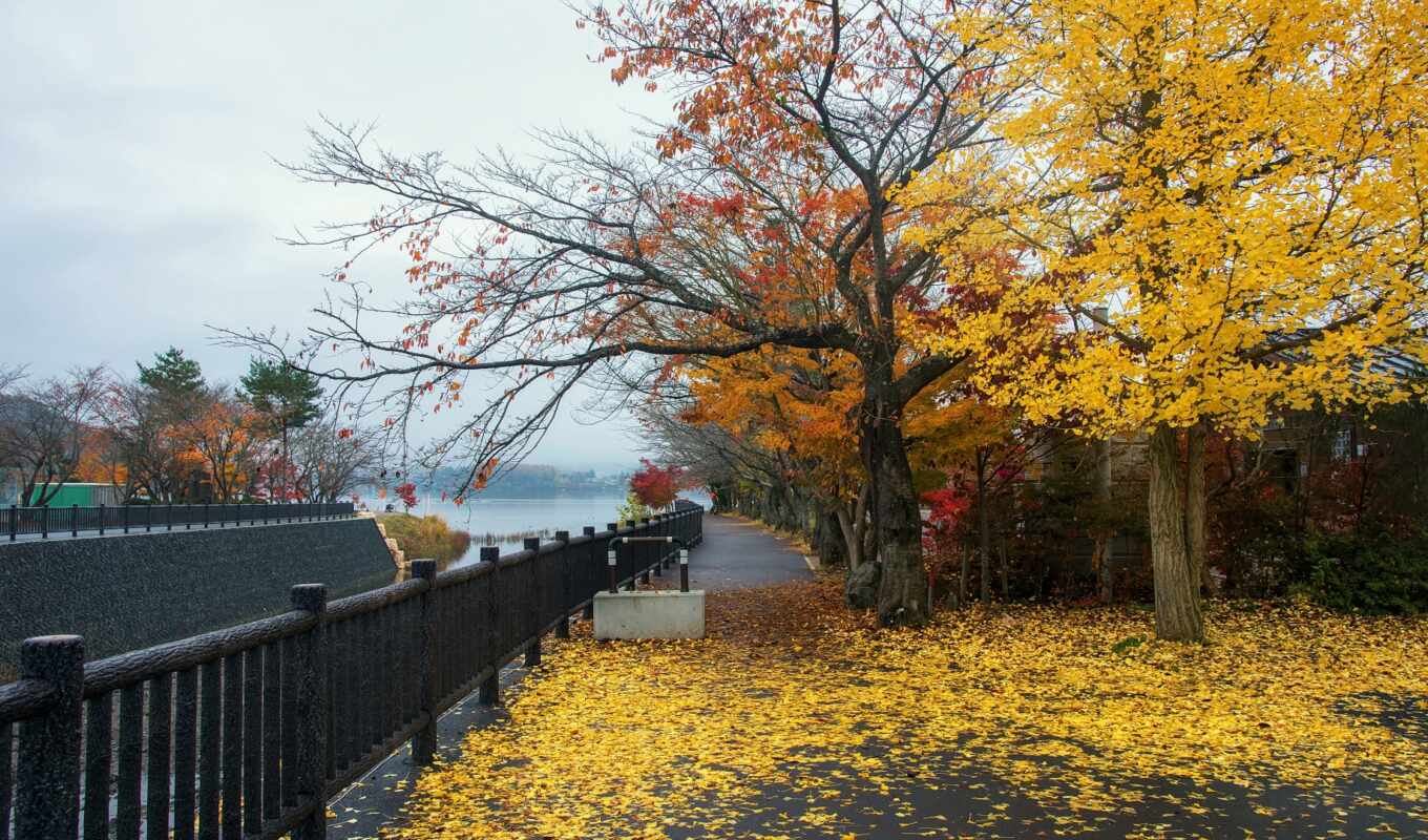 озеро, девушка, ноутбук, дерево, landscape, близко, осень, season, япония, забор