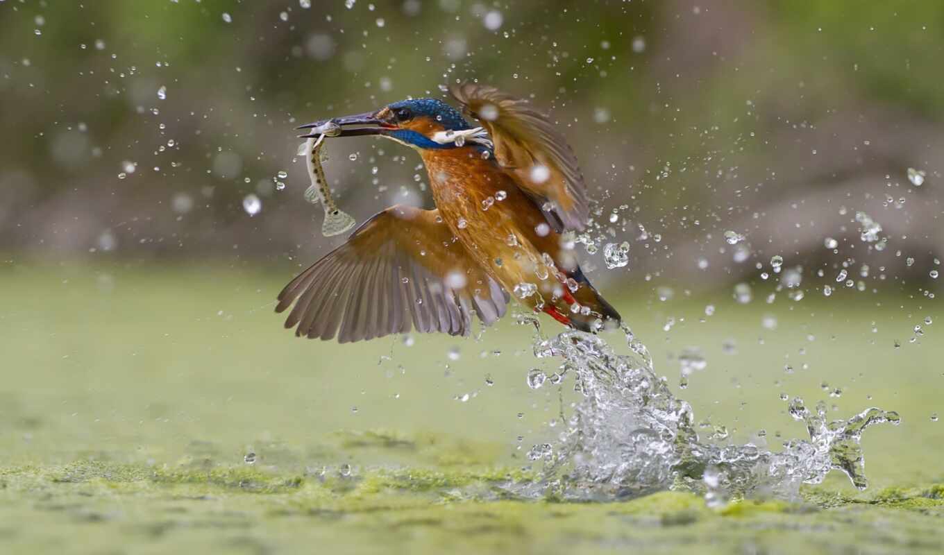 water, птица, animal, kingfisher, fish, река, mouse, splash, catch, летучий