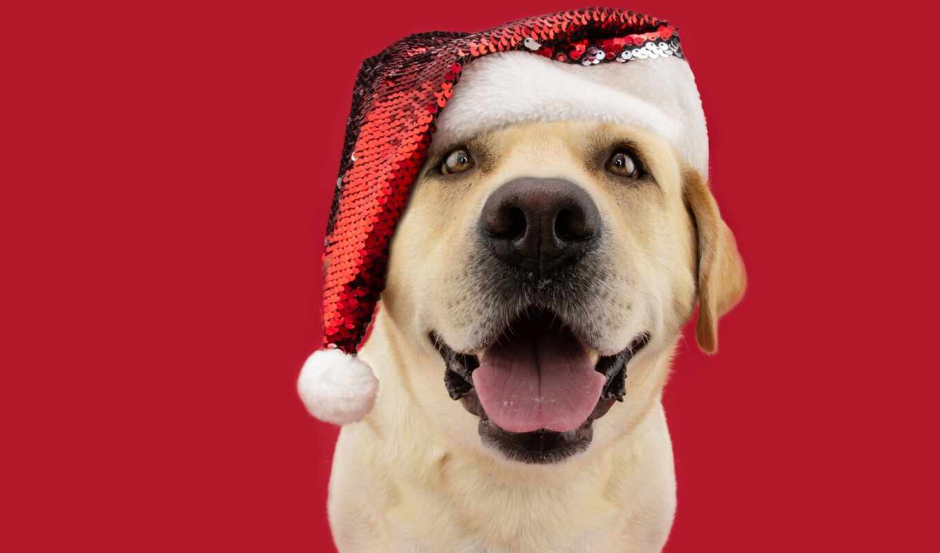 hat, dog, santa, christmas, Labrador, picture, retriever, pet, royalty, im genes, clau