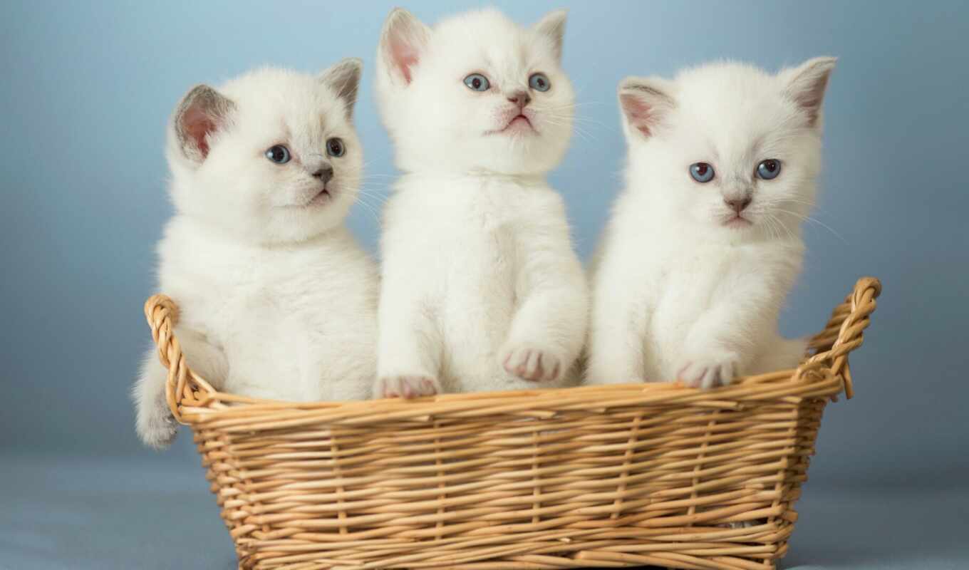 white, cat, three, kitty, animal, basket