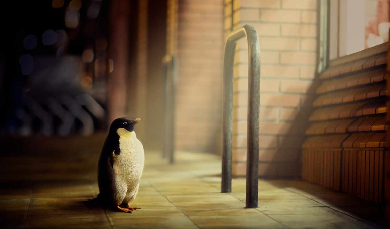 art, light, window, street, animal, artwork, penguin