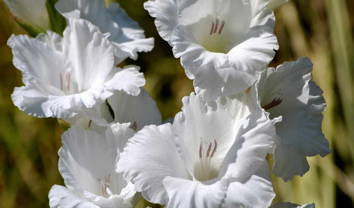 white, widescreen, качественные, flowers, гладиолусы