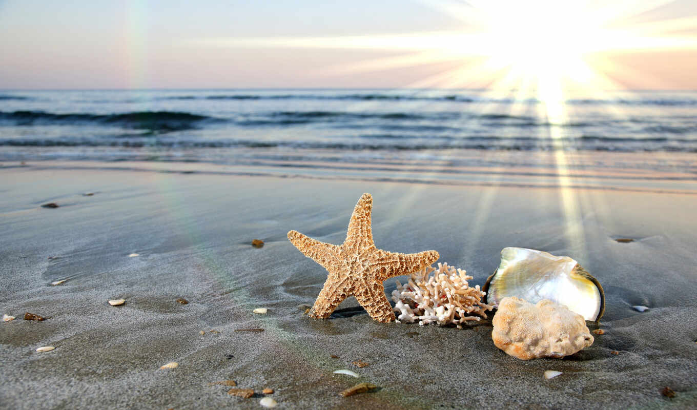 summer, water, красивые, пляж, море, песок, ocean, star, waves, ракушки