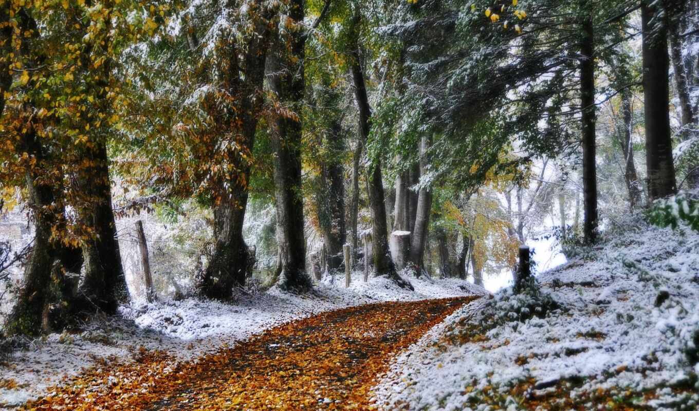 collection, snow, winter, forest, years, autumn, the best, foliage, trees