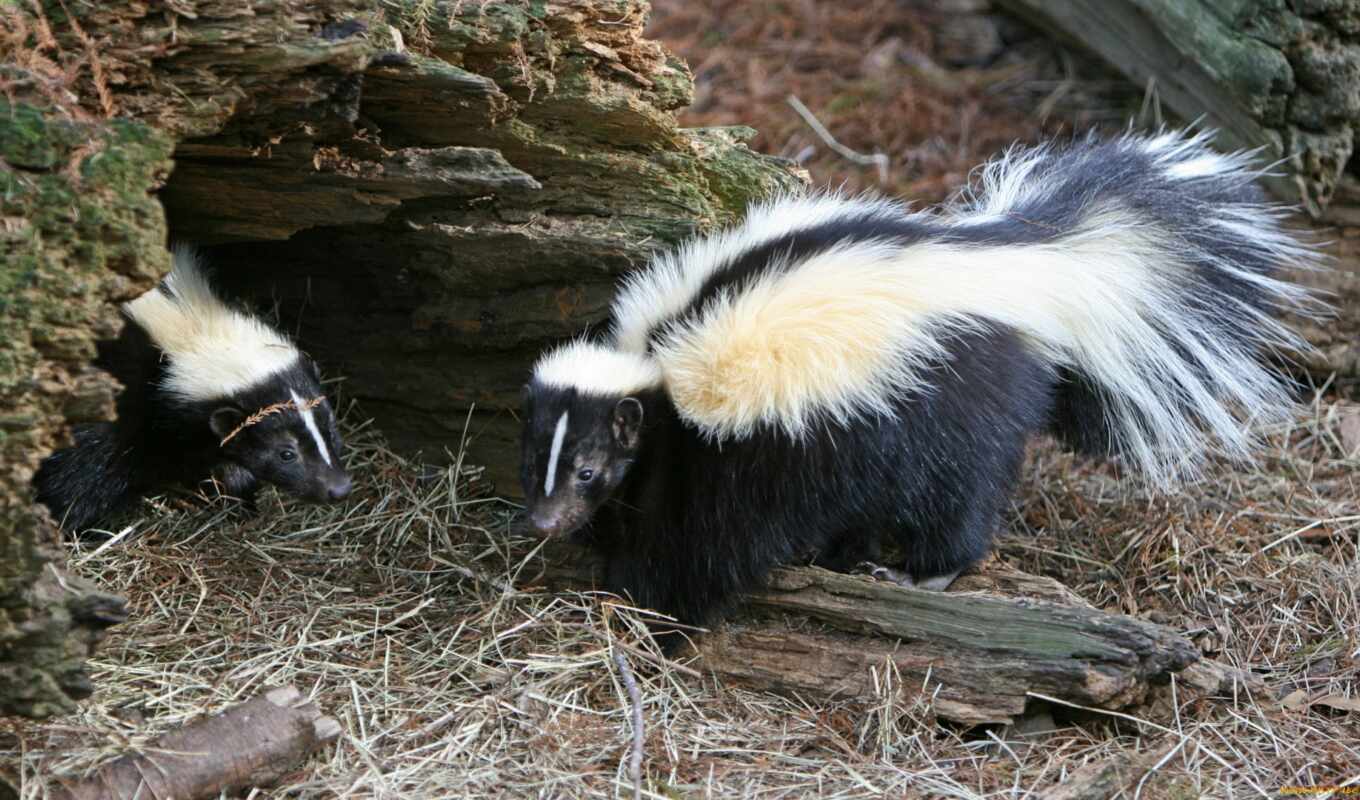 the, by, animals, animal, north, stripping, animal, skunk