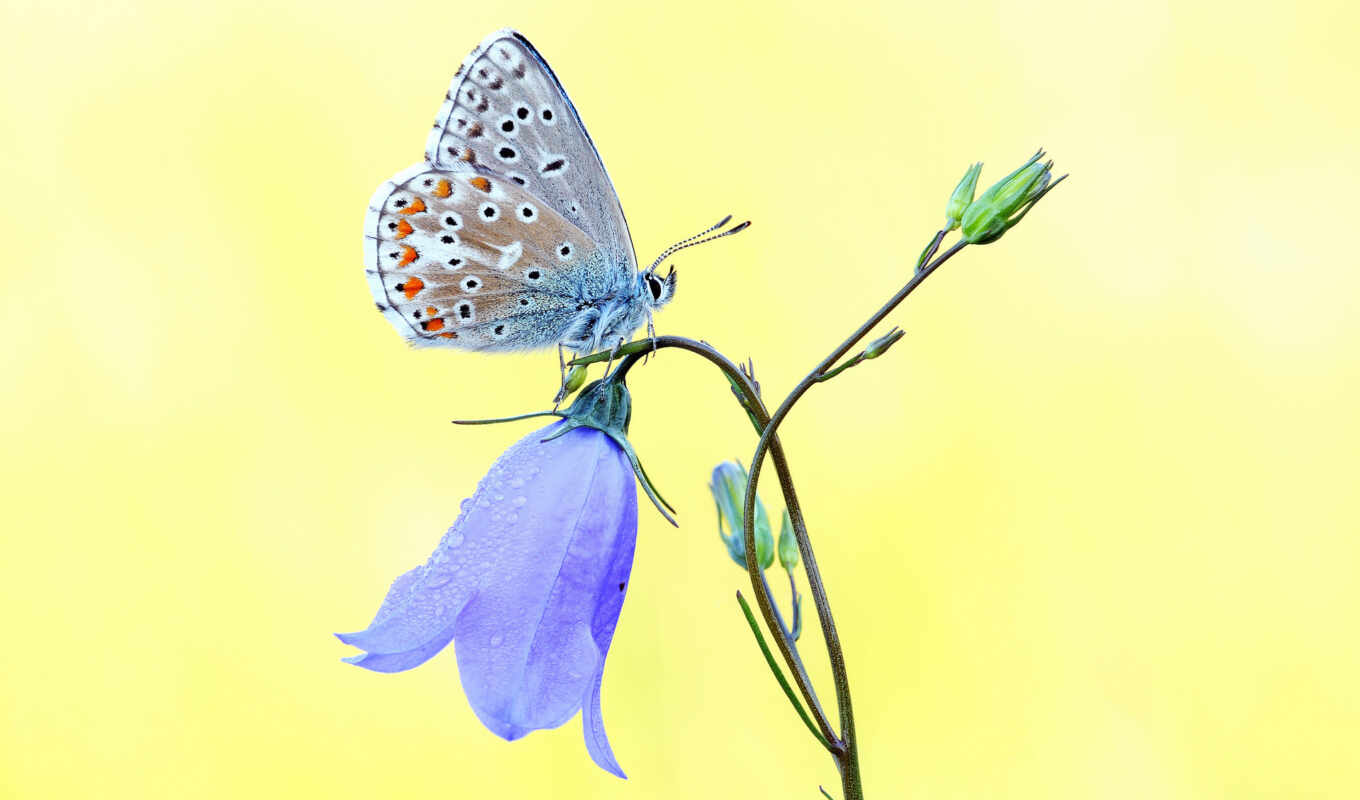 цветы, blue, макро, бабочка, yellow, zhivotnye, bell