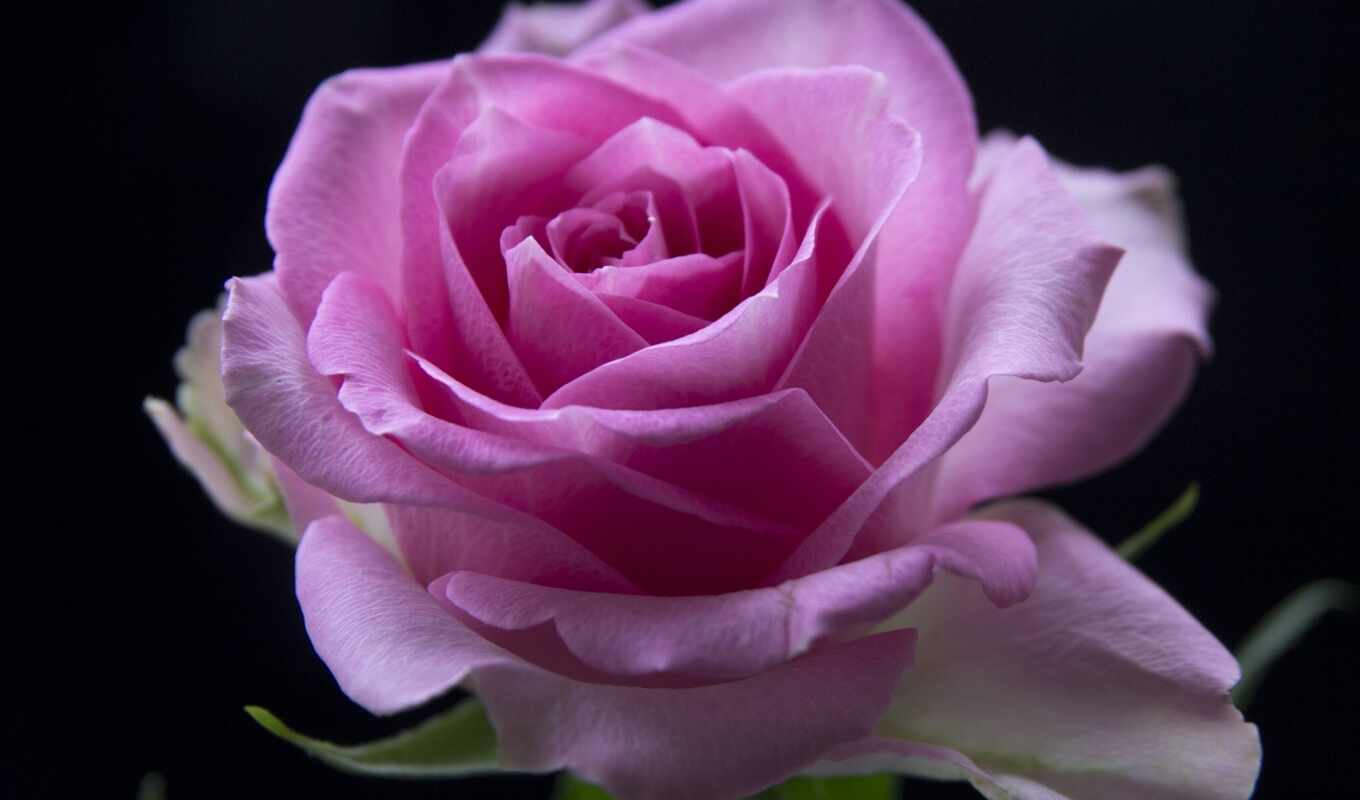 rose, new, birth, flowers, pink, day, lunar, cvety