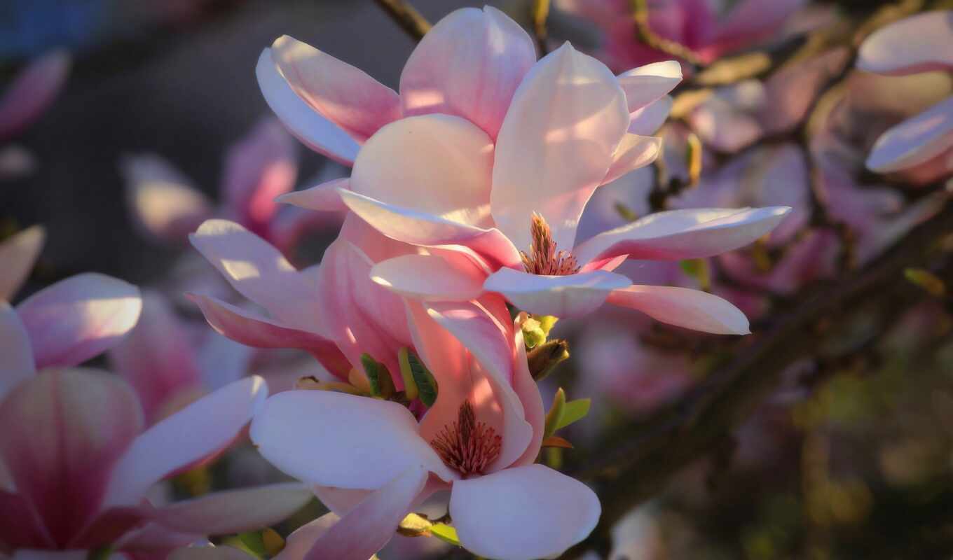 вечер, род, garden, bloom, magnolia, youtubedobryi