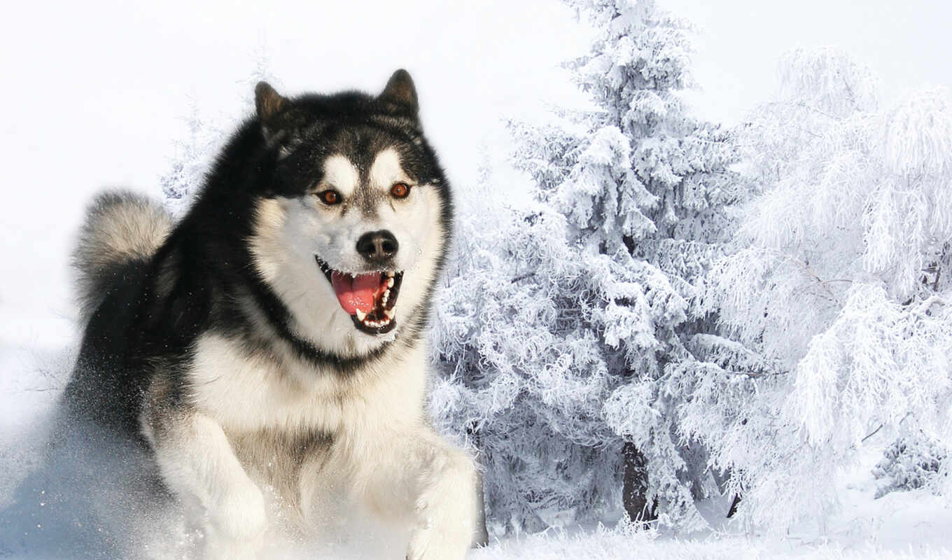 хороший, глаз, снег, winter, собака, хаски, narrow, хаска, previe