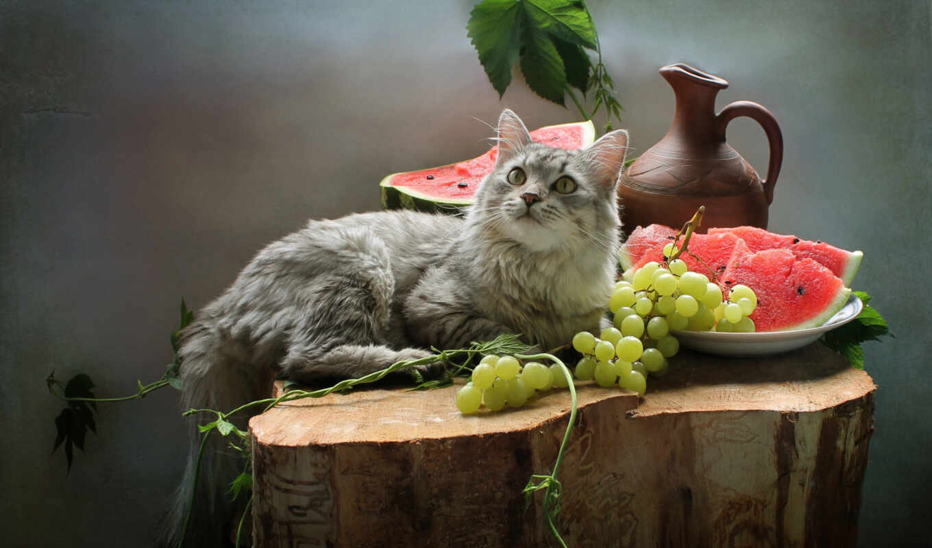 кот, animal, плод, арбуз, ягода