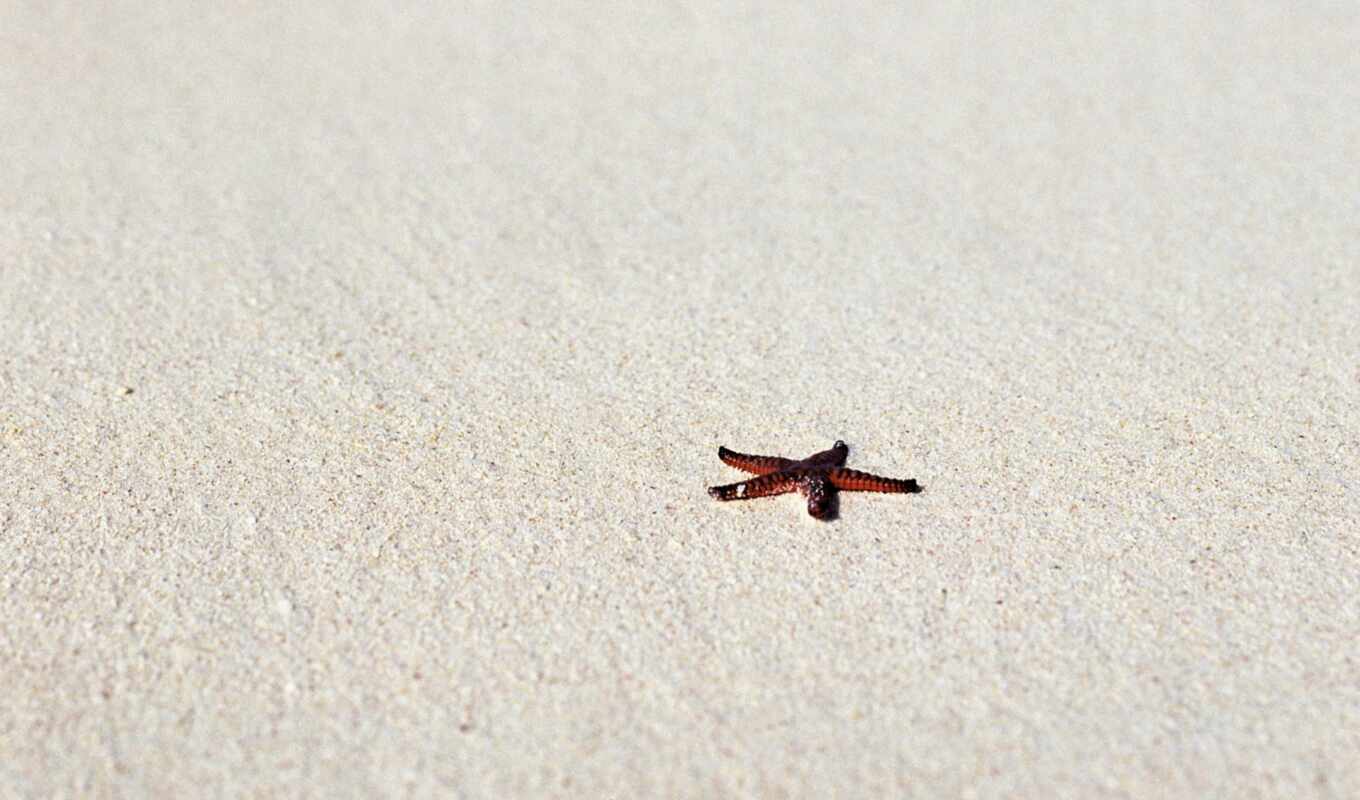 пляж, amazing, песок, морская, звезда, holiday