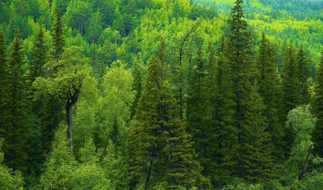 природа, страница, зелёный, russian, лес, taiga, trees, eli