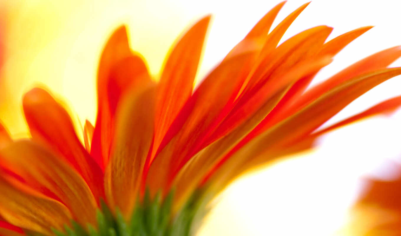 photo, flowers, orange, beautiful, positive, today, cvety, nasekomyi, zaryaditsya, petaled