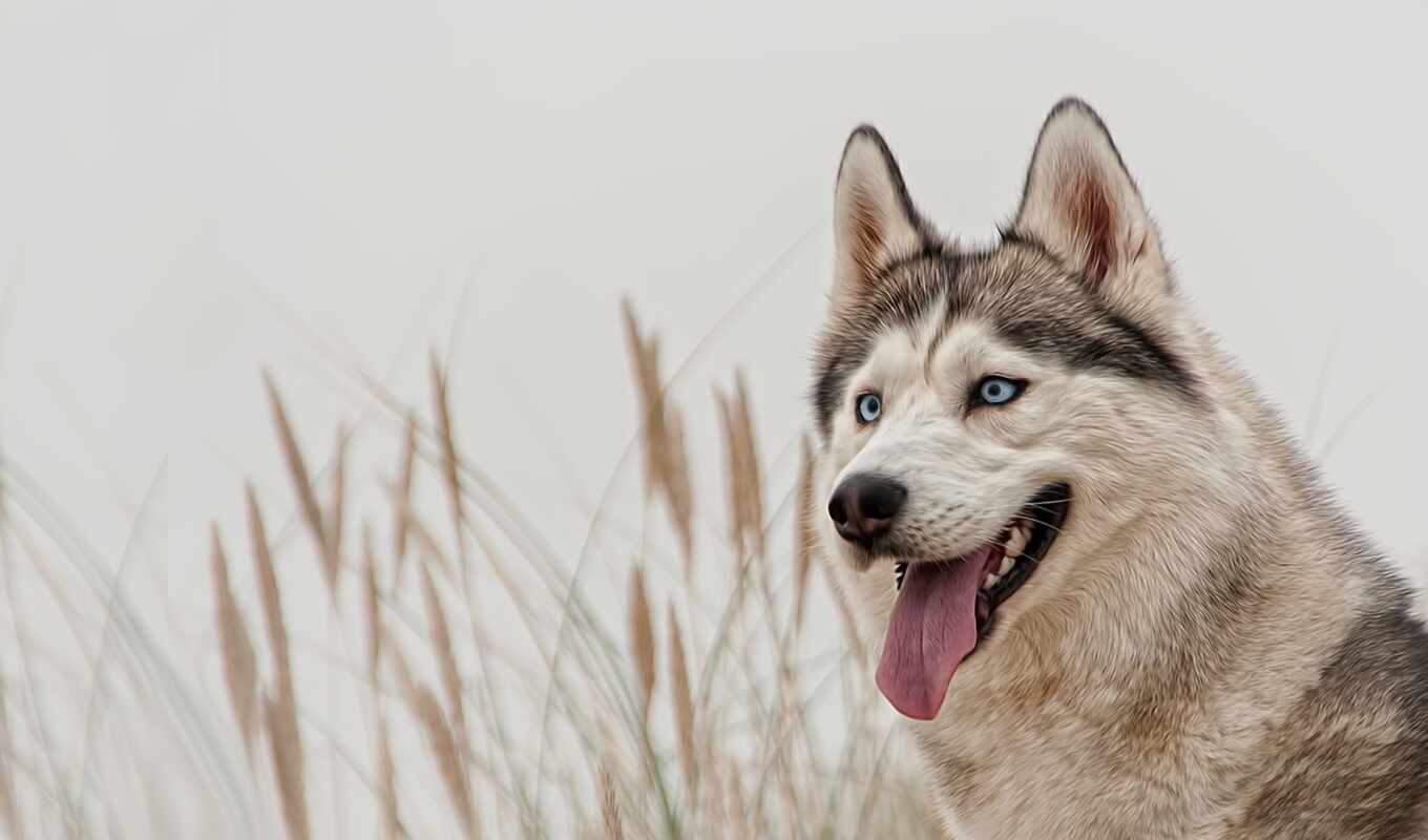 background, picture, dog, see, price, breed, mariposa, cheerful, husky
