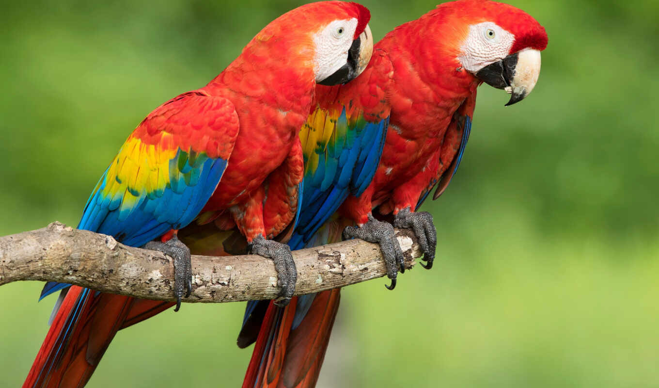 black, цветы, дождь, red, зелёный, бабочка, animal, system, оранжевый, первую, macaw