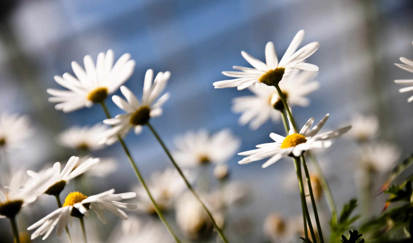 природа, цветы, daisy