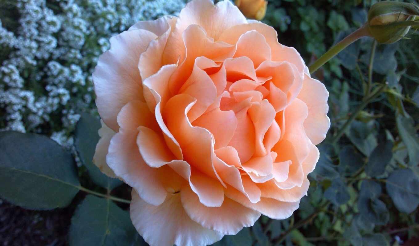 роза, garden, rosa, coral, 1995 год