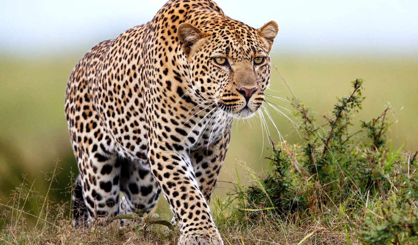 photo, cat, big, animals, leopard, animal, park, Africa, national, safari