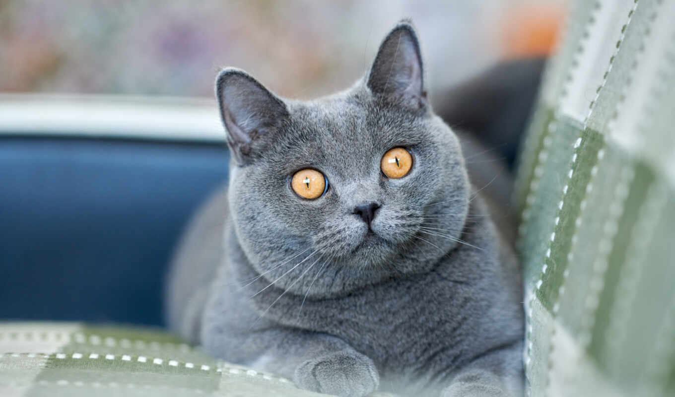 серый, кот, british, короткошерстный